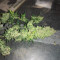 Berry Bomb Auto (Bomb Seeds) Cannabis-Samen