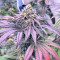 Blue Sunset Sherbert feminisierte Samen (Barney's Farm)
