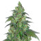 Chiesel (Big Buddha Seeds) Cannabis-Samen