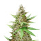 Critical Sour (Female Seeds) Cannabis-Samen