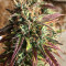 Girl Scout Cookies Auto (Auto Seeds) Cannabis-Samen