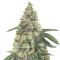 Girl Scout Cookies Autoflower (Seedstockers) Cannabis-Samen