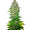 Jack 47 (Sweet Seeds) Cannabis-Samen