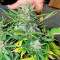 Lemon Haze Auto (Expert Seeds) Cannabis-Samen