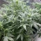 Tangie'matic Auto (Fast Buds) Cannabis-Samen zu verkaufen