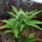 West Coast O.G. Auto (Fast Buds) Cannabis-Samen zu verkaufen