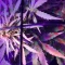 Gelato Auto Cannabis-Samen Kaufen