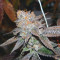 Brain Cake Cannabis-Samen Kaufen