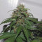 G14 Auto (Fast Buds) Cannabis-Samen zu verkaufen