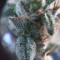 Shogun (RQS) Cannabis-Samen zu verkaufen