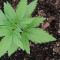 Fruit Cake Cannabis-Samen Kaufen