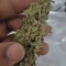 Kaufe Glue Sherbert Samen feminisiert von AlphaFem Seeds