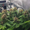 Purple Punch Auto Cannabis-Samen Kaufen