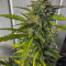 Solomatic Auto CBD (RQS) Cannabis-Samen zu verkaufen