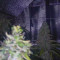 Wedding Cake (Original Sensible Seeds) Cannabis-Samen zu verkaufen