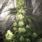 Bruce Banner #3 Cannabis-Samen Kaufen