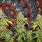 Kaufe Wedding Cookies Samen feminisiert von Original Sensible Seeds