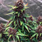 Kaufe Skywalker OG Auto Samen feminisiert von Barney's Farm
