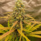 Blueberry OG Cannabis-Samen Kaufen