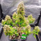 Stress Killer Automatic CBD (RQS) Cannabis-Samen zu verkaufen