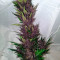 Purple Punch Autoflower Cannabis-Samen Kaufen