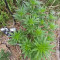 Kaufe Grandmommy Purple Samen feminisiert von Herbies Seeds