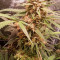 Gelato (Original Sensible Seeds) Cannabis-Samen zu verkaufen