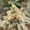 Kaufe Grandmommy Purple Samen feminisiert von Herbies Seeds