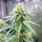 Runtz Punch feminisierte Samen (Herbies Seeds)
