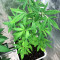 Afghan Kush Early Harvest (World of Seeds) Cannabis-Samen