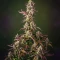 Auto Anonymass (Critical Mass Collective Seeds) Cannabis-Samen