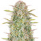 Bruce Banner Auto feminisierte Samen (Fast Buds)
