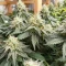 Colorene Kush (Cali Connection Seeds)