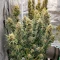 CR + (BlimBurn Seeds) Cannabis-Samen