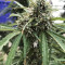 GG#4 Original Glue (Blackskull Seeds) Cannabis-Samen