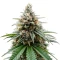 Insane OG (Herbies Seeds)