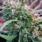 Malawi (Ace Seeds) Cannabis-Samen