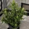 Mango Cherry Runtz Auto (Fast Buds)