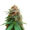 Mimosa Champagne (Female Seeds) Cannabis-Samen