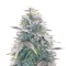 OG Kush Auto feminisierte Samen (Ethos Genetics)