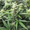 Section 781 Autoflowering (Blimburn x Herbies)