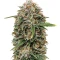 SkullRyder Auto (Blackskull Seeds) Cannabis-Samen