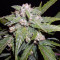 THC Bomb Auto (Bomb Seeds) Cannabis-Samen