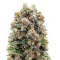The Church (GHS) Cannabis-Samen