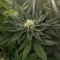 Trop Cherry (Original Sensible Seeds)