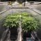 Tropicana Cherry (Barney's Farm)