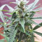 White Widow (Seedstockers) Cannabis-Samen