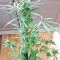 White Widow (Seedstockers) Cannabis-Samen