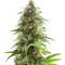 Alien Technology (Big Head Seeds) Cannabis-Samen