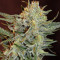 Amnesia Lemon Kush (Garden of Green) Cannabis-Samen